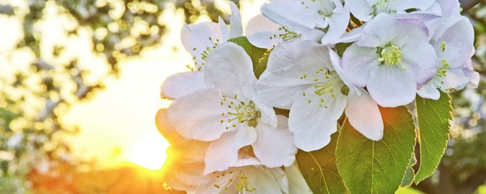 Foto von Blüten im Abendlicht
